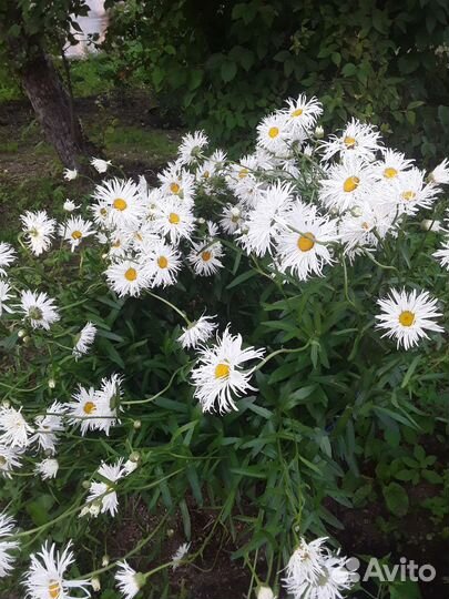 Ромашка кустовая