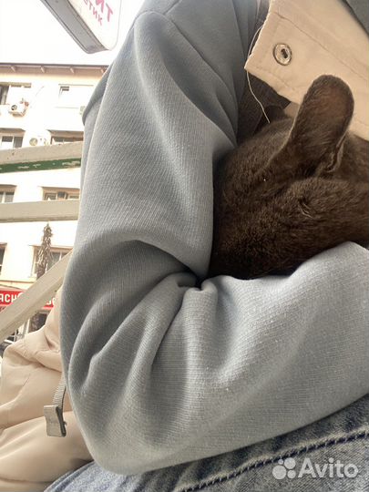 Кот, просто Кот