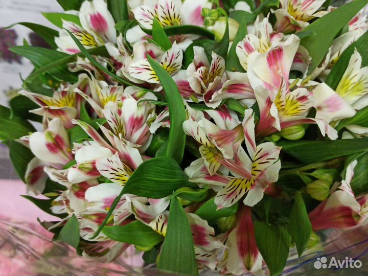 Альстромерия цвета микс