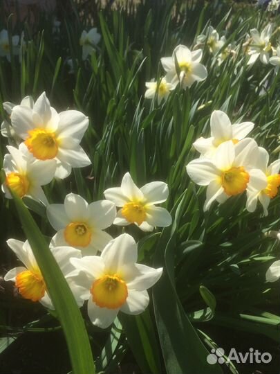 Ирис, традесканция, незабудка, гвоздика и др