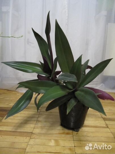 Домашнее растение Рео разноцветная