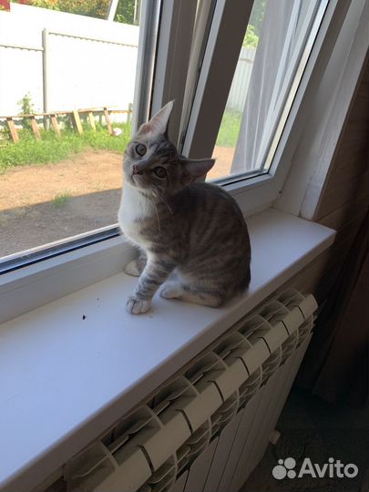 Котенок девочка 4 месяца