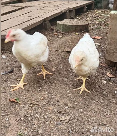Цыплята кур несушек