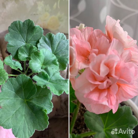 Сортовые пеларгонии