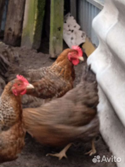 Цыплята и инкубационное яйцо породистой птицы