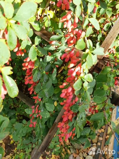 Барбарис, Семена: 