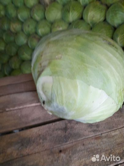 Семена капусты местный сорт