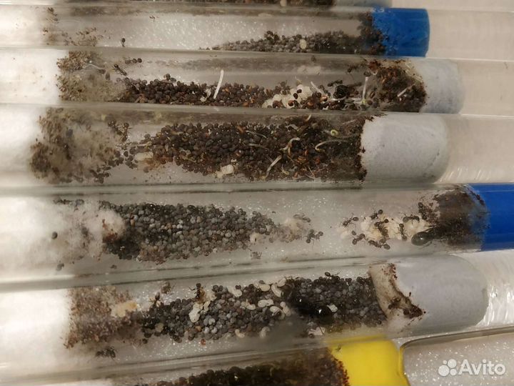 Муравьи Жнецы