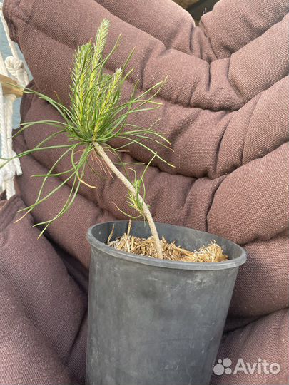 Саженцы сосны