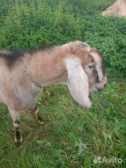 Нубийский козел вязка