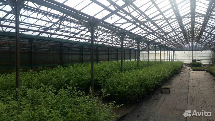 Саженцы голубики 1.5-5 лет от производителя оптом