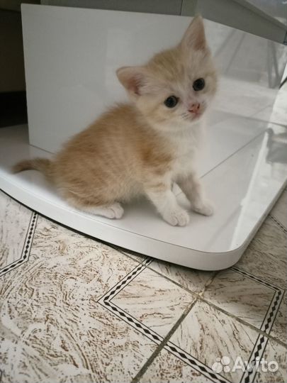 Котик бесплатно в добрые руки