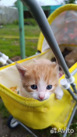 Котята в добрые руки