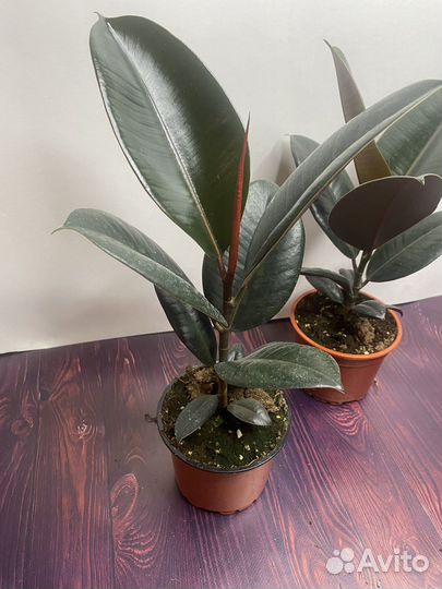 Фикус эластика бургунди комнатные цветы