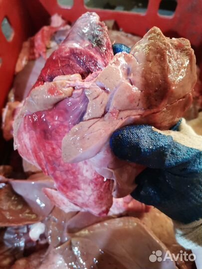 Мясо говядина для собак, всегда в наличии