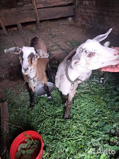 Козочки нубийские