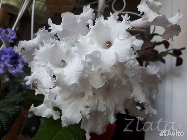 Стрептокарпусы Dimetris