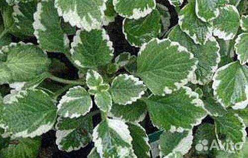 Плектарус (комнатная мята)