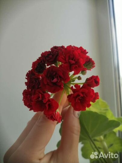 Домашние растения