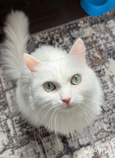 Кошка Вильде
