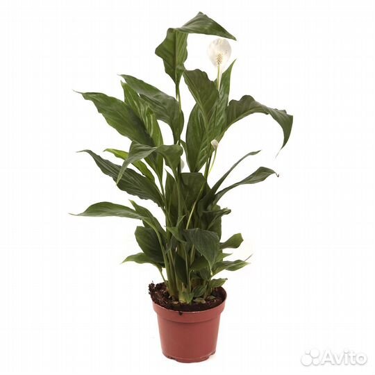 Высокие комнатные растения