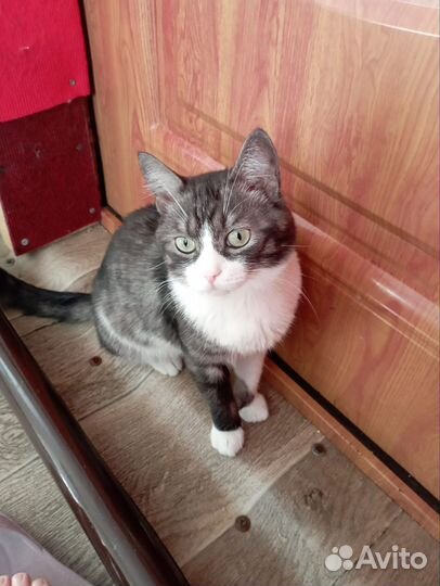 Котик подросток