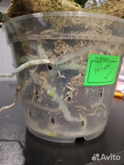 Орхидея Легато