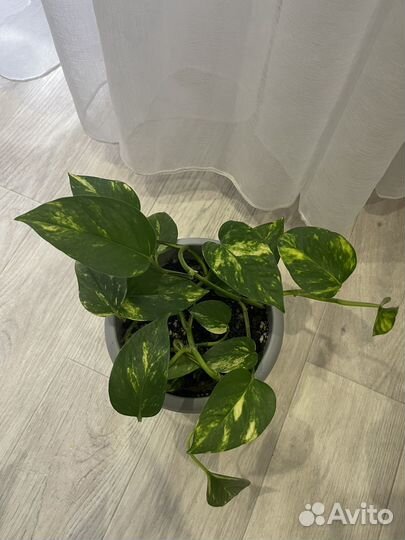 Сциндапсус/эпипремнум золотистый