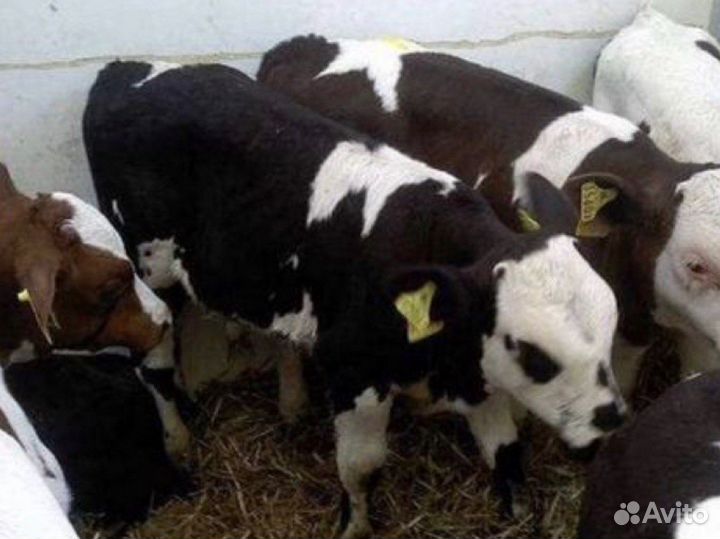 Бычки и телята