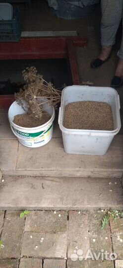 Семена укропа сушеные