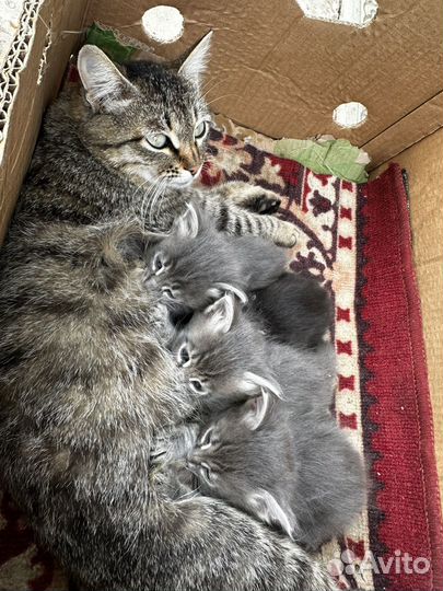 Котята в добрые руки