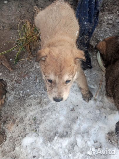 Щенки на улице