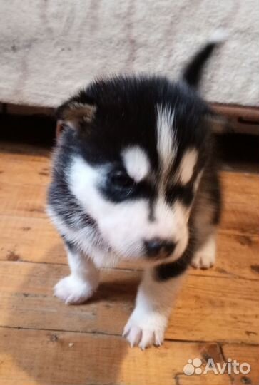 Щенки хаски