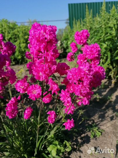 Многолетние цветы