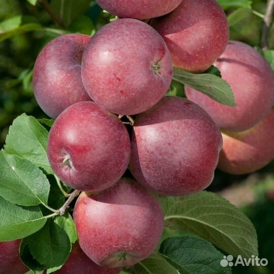 Саженцы яблоня Спартан