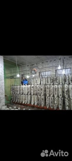 Требуются инвестиции аграрный бизнес 10% в месяц