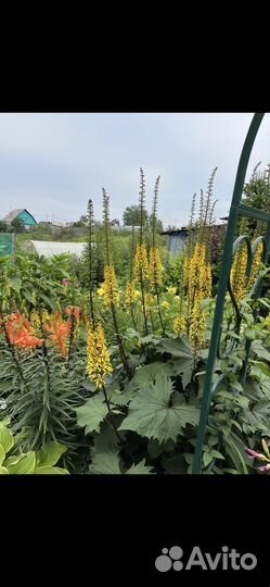 Бузульники