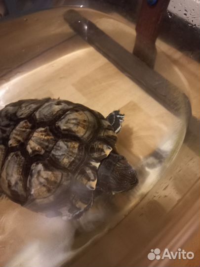 Красноухая черепаха отдам