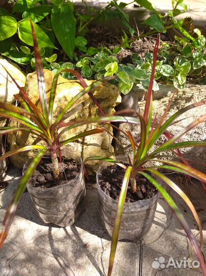 Драцена маргината триколор