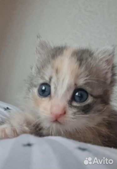 Котёнок