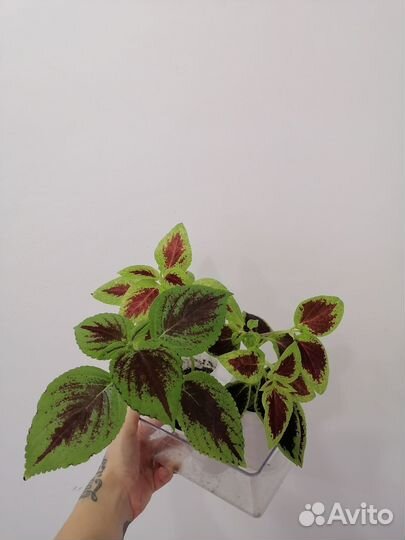 Колеусы крапивка