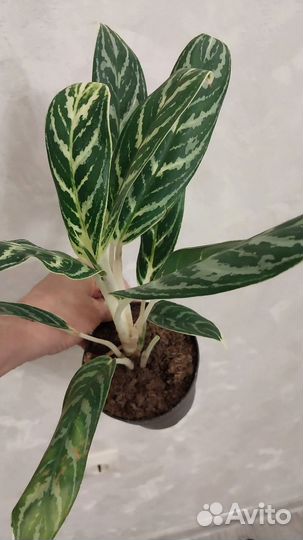 Сортовые аглаонемы