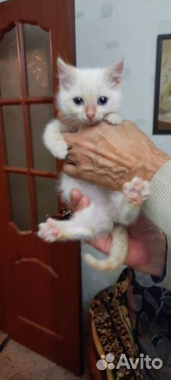 Котёнок ищет дом