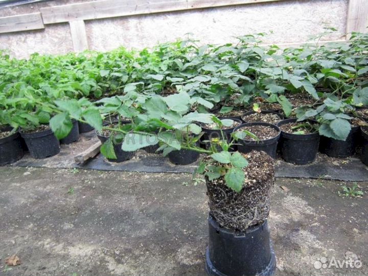 Саженцы ежевики Честер