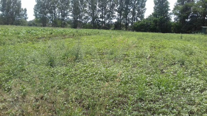 Участок 25 сот. (ИЖС)