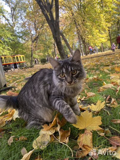 Кот 1.5года. Добрый,умный,кастрированный