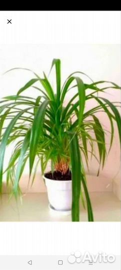 Пальма панданус