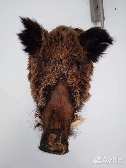 Чучела животных