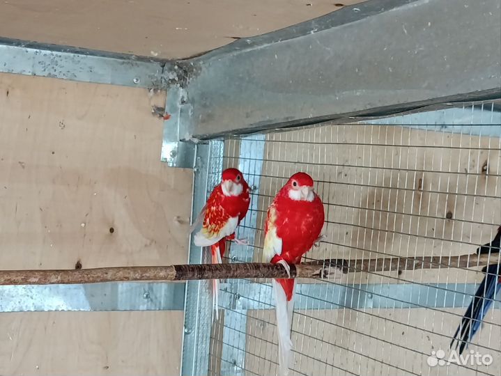 Пенантовые и рубиновые розеллы (пары)