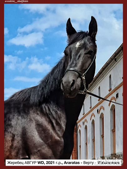 Гонноверский жеребец